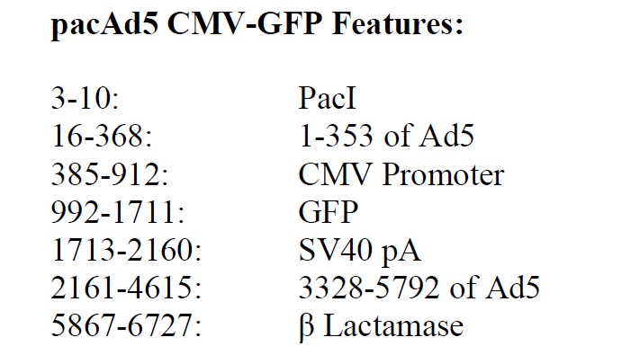 pacAd5 CMV-GFP载体特征